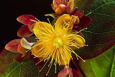 steam育碧特卖会开启 《星球大战 亡命之徒》首次打折